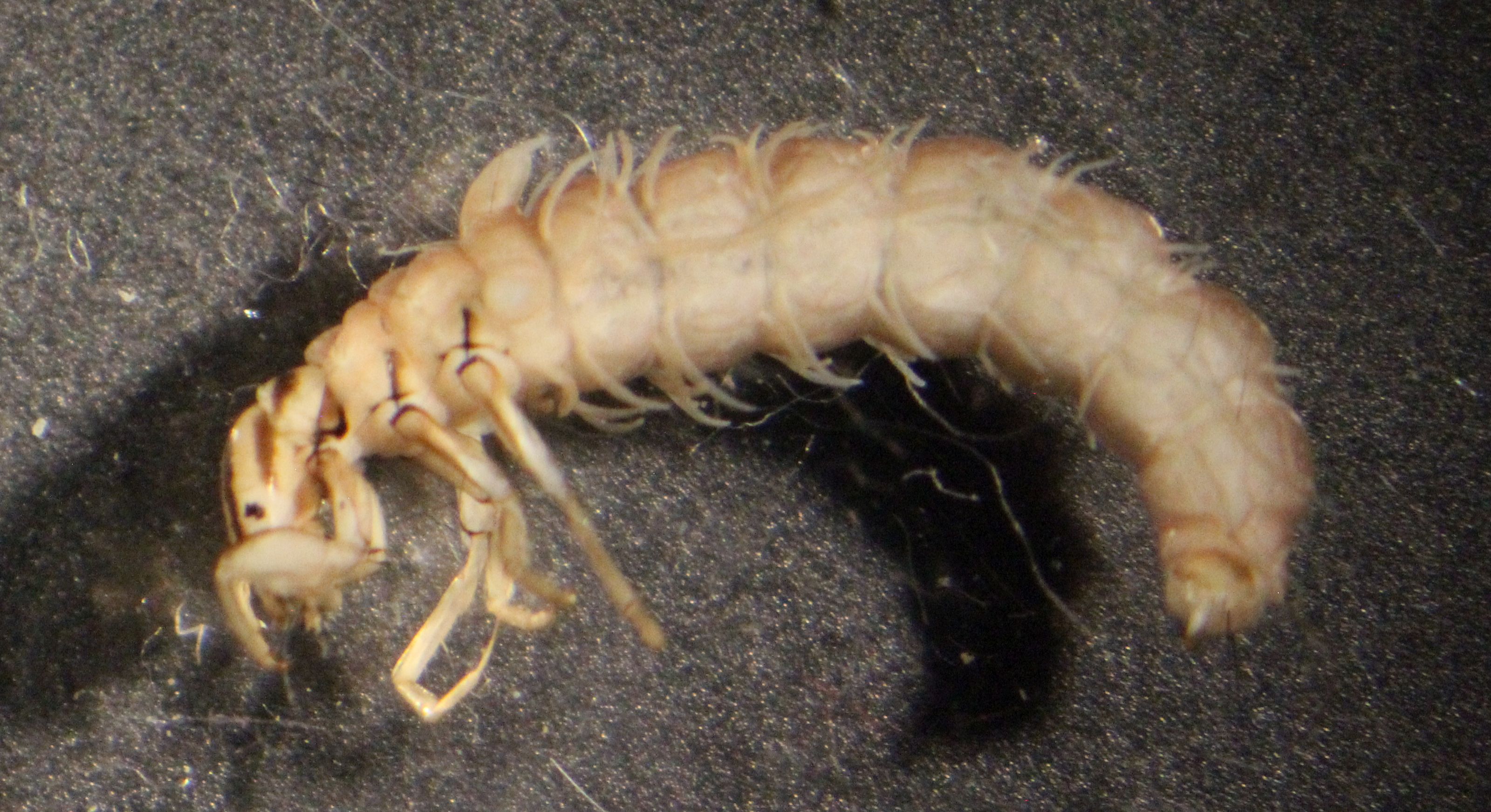 phryganiidae